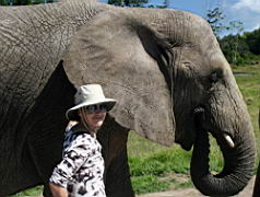elephants a knysna elephants IMG_3039a.jpg